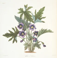 Violeta de hojas palmeadas, de Ilustraciones Florales de las Estaciones, pub. 1829
